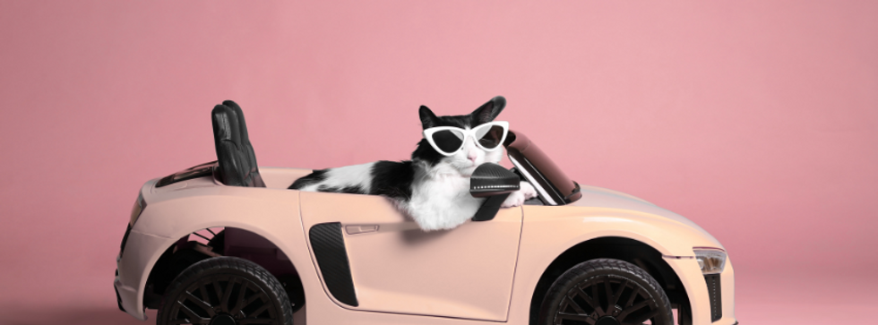 Élite pet chauffeur Website (1) copy.png