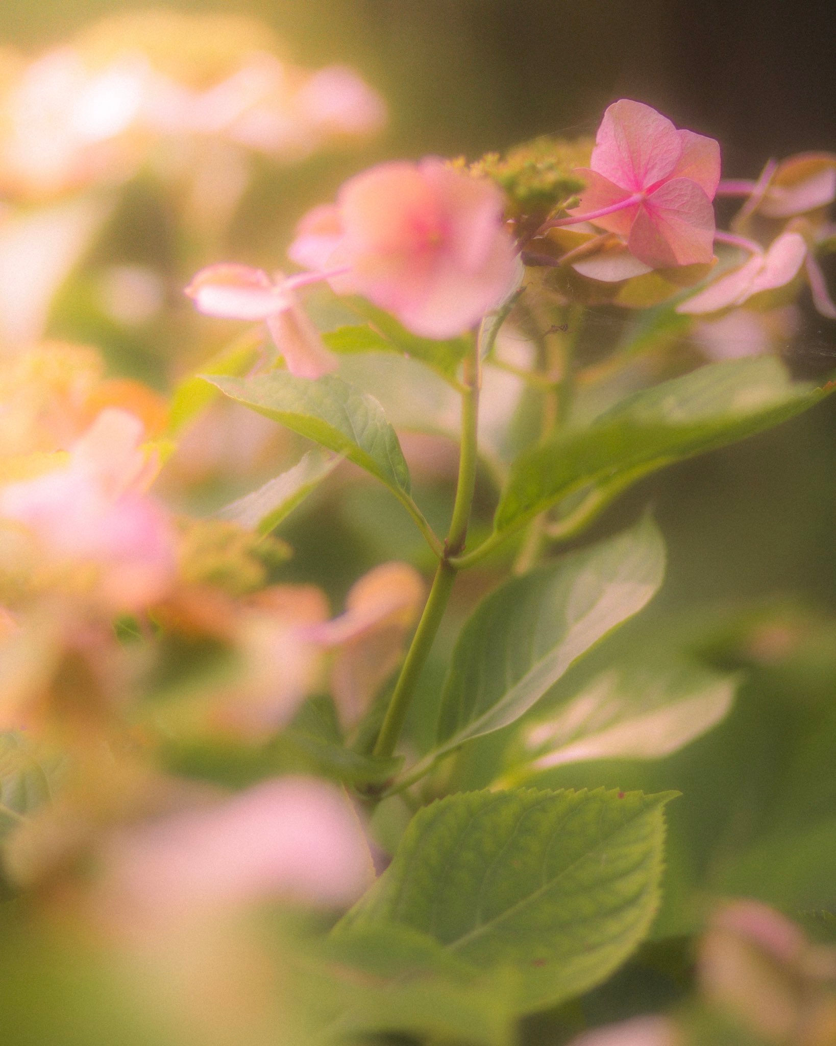 Golden Flower 8x10 Art Print