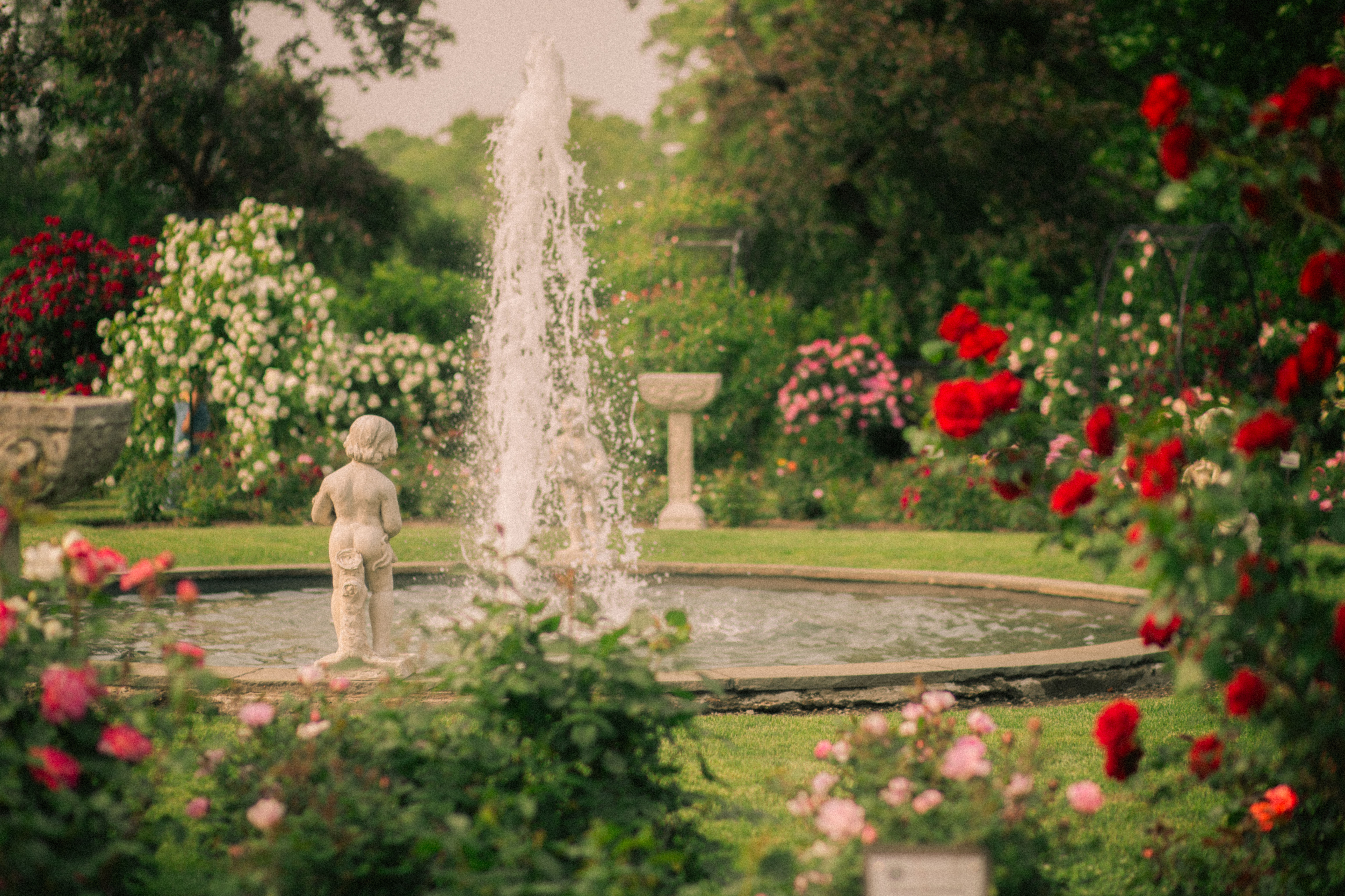 Rose Garden 8x10 Art Print