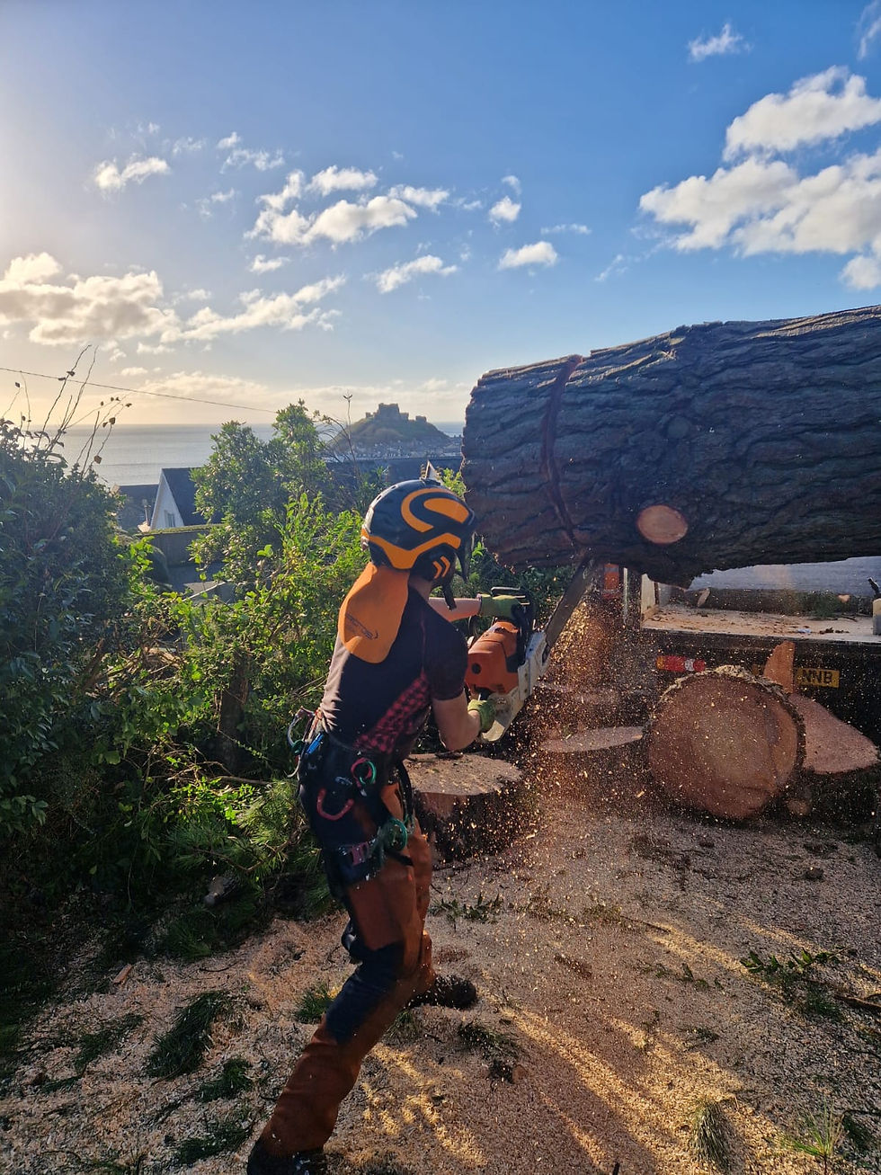 Tree work carried out during Storm Darragh