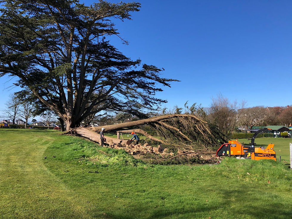 What to Do If a Tree Falls on Your Property: A Step-by-Step Guide to Fallen Trees in North Wales