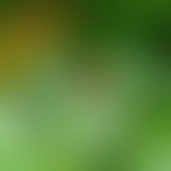 Il circuito della ricompensa o sistema dopaminergico mesolimbico