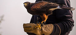 cetreria-control-de-aves.jpg