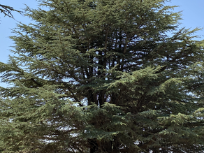 La première famille parrainée