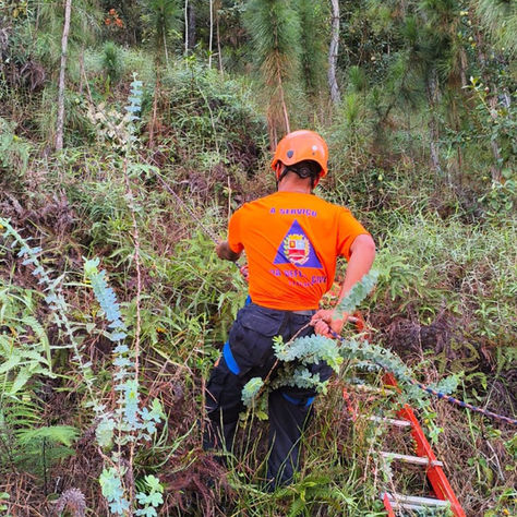 Defesa Civil realiza ações preventivas com poda e remoção de árvores