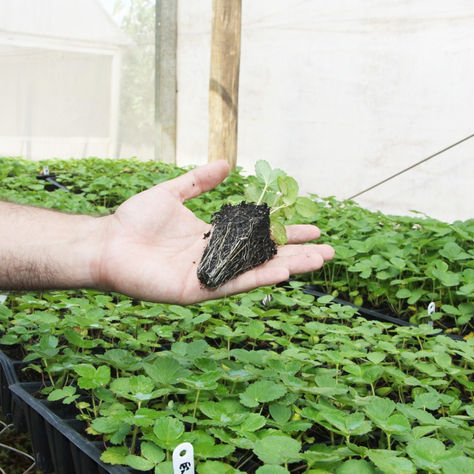 Atibaia: a Capital Nacional do Morango, é referência nacional como modelo de produção de mudas