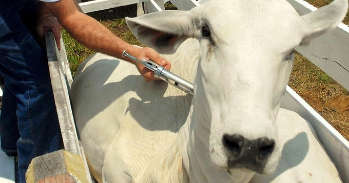 Prorrogada: vacinação contra febre aftosa e brucelose ocorre até 31/12