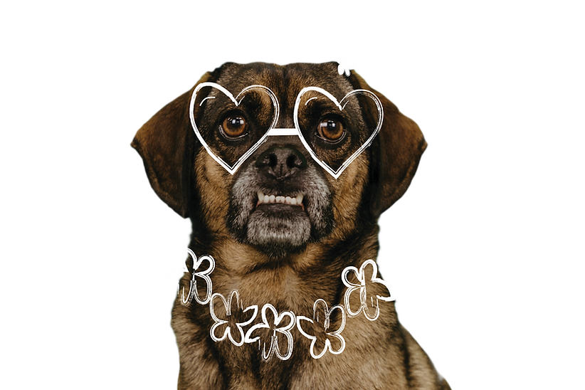 KK_DogDrawing_NoBG6.png