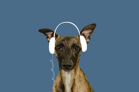 KK_DogDrawing_DealerColoredBG.jpg