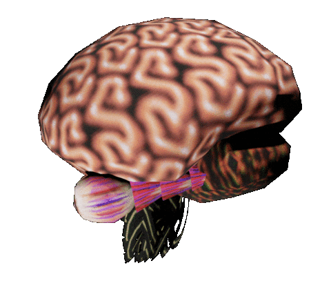 brain