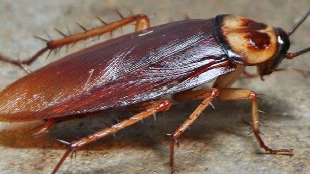 ree