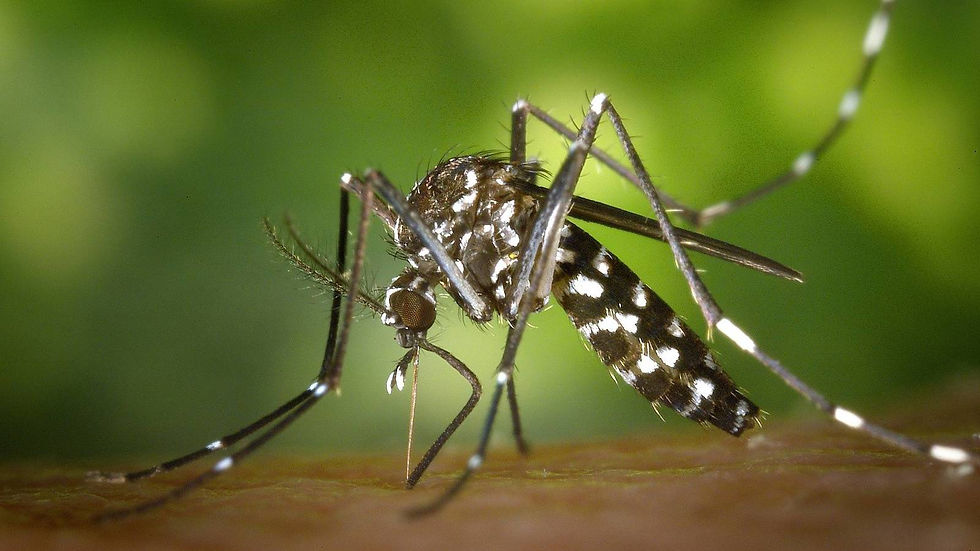 ree