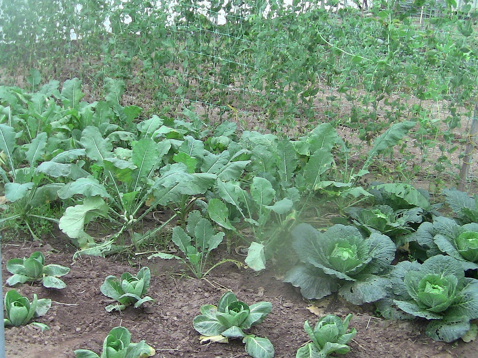 Escoamento de Produtos Hortícolas