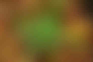 feriga intre frunze moarte toamna