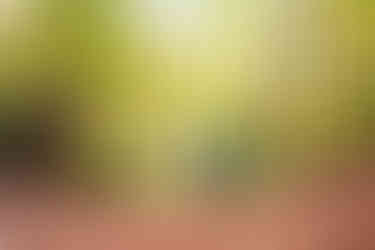 alergare padure toamna