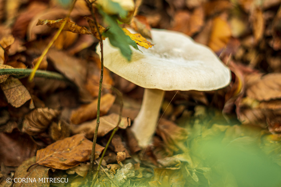 ciuperca toamna padure bruxelles
