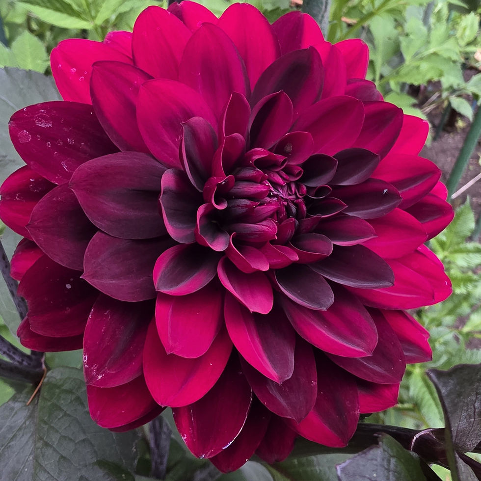Karma Chocolate Dahlia Tuber for Sale
