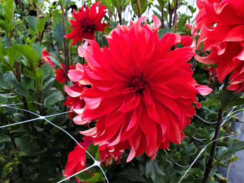 Red Labyrinth | SVF Dahlias