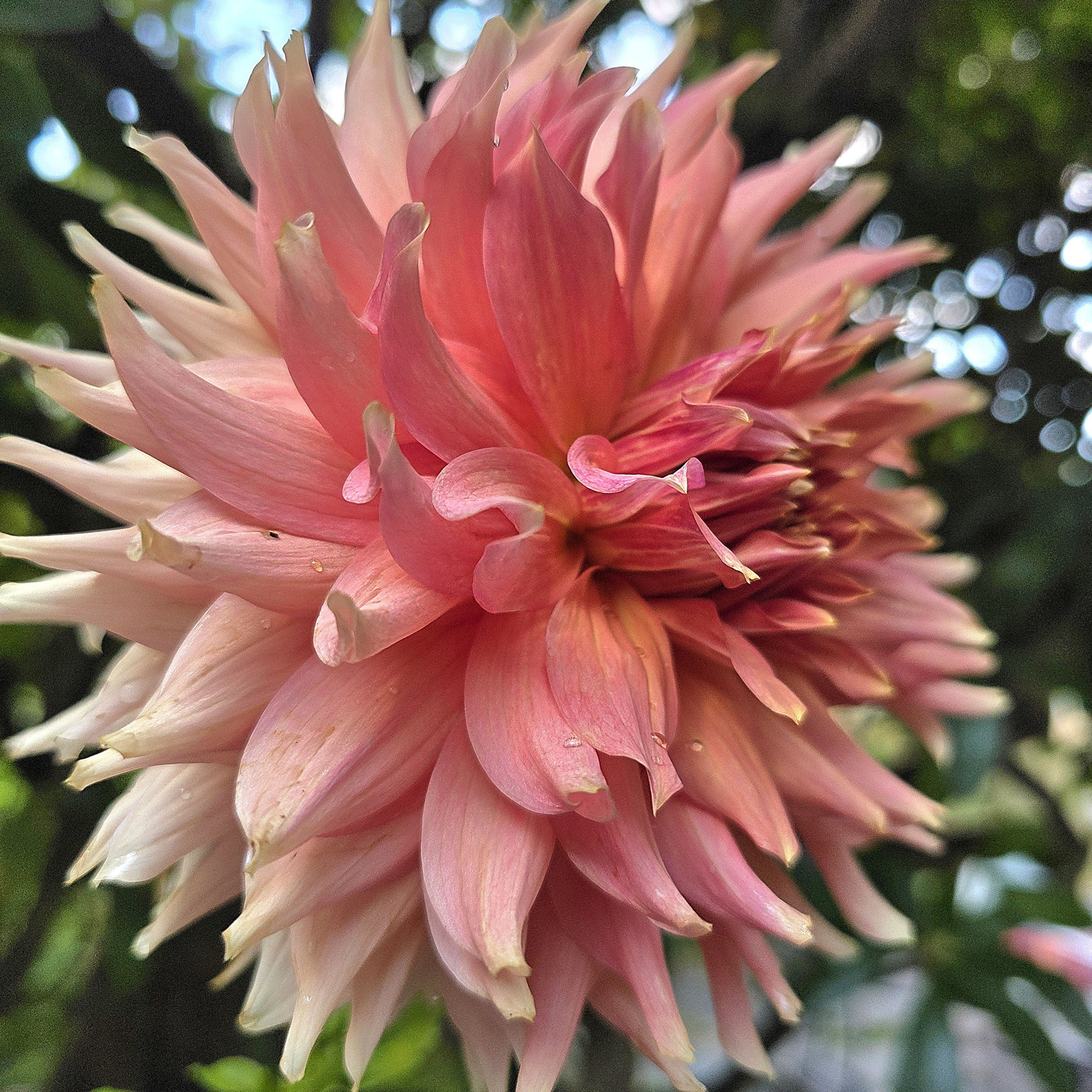 Fairway Spur Dahlia Tuber for Sale