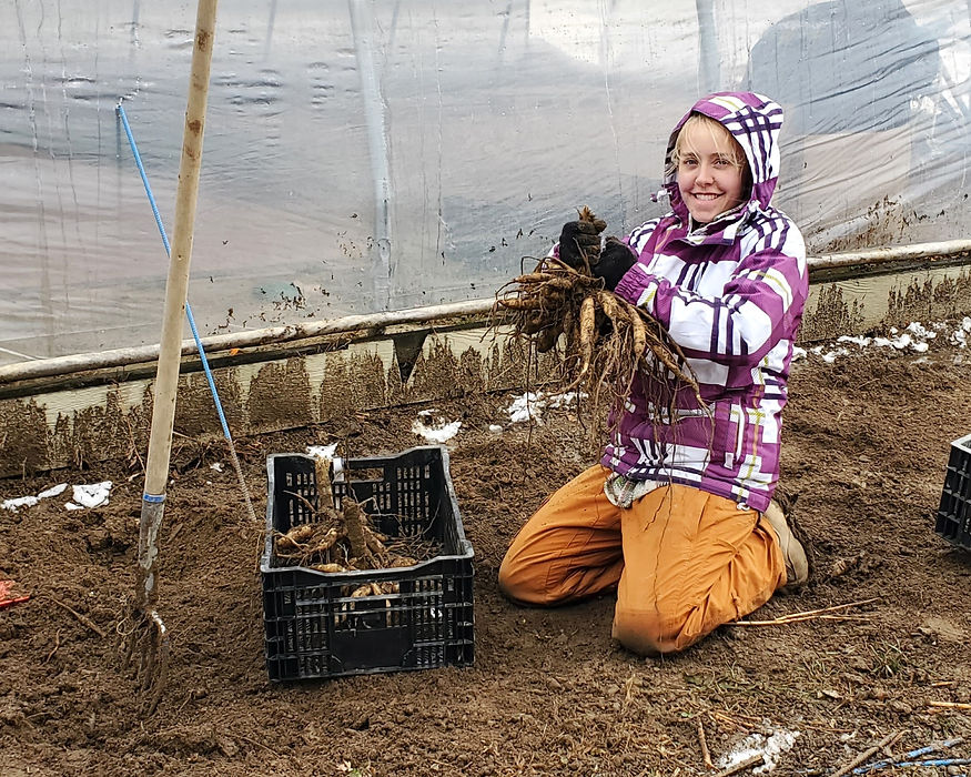 Emma digging clump.jpg
