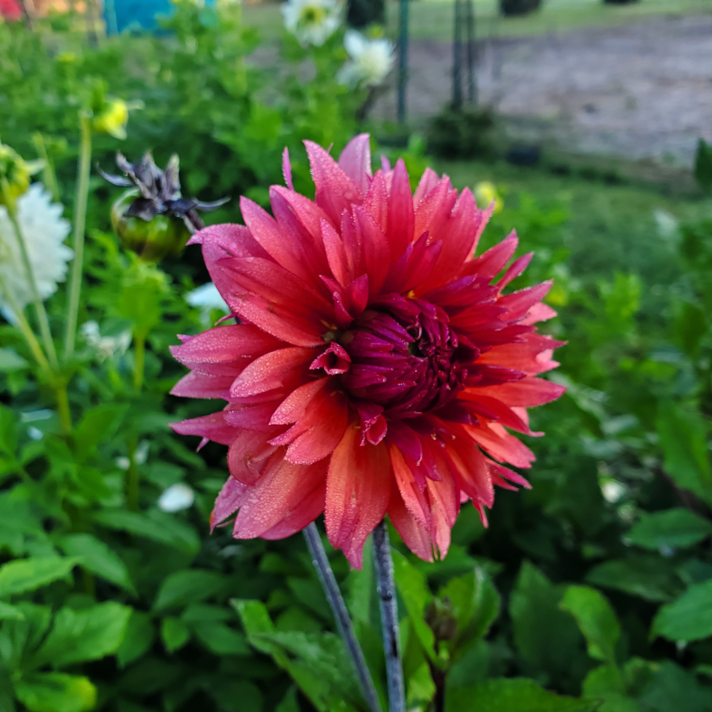 Sonic Bloom Dahlia Tuber