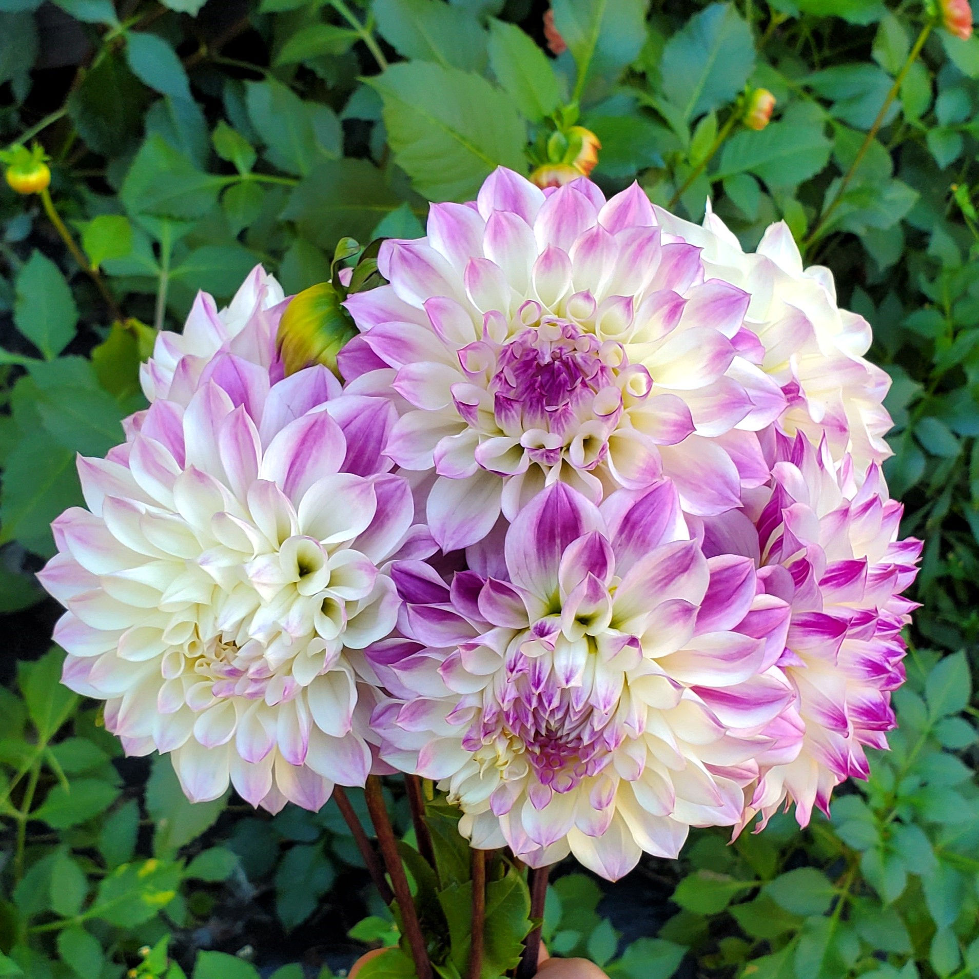 Hapet Blue Eyes Dahlia Tuber
