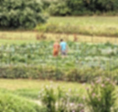 Dahlia Garden and Field Care Workshop