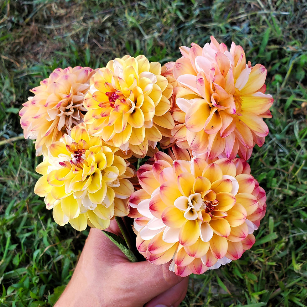 Double Jill Dahlia Tuber for sale