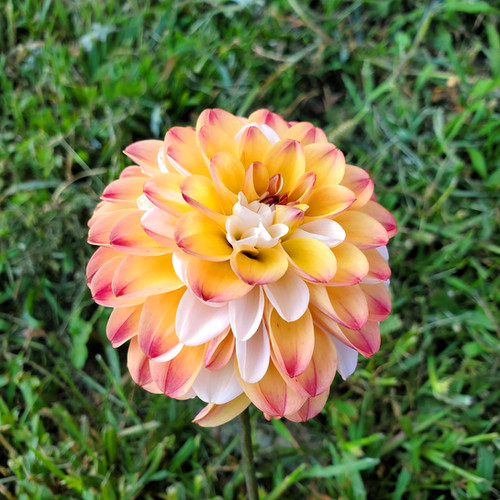 Double Jill | SVF Dahlias