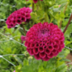 Ivanetti Dahlia Tuber