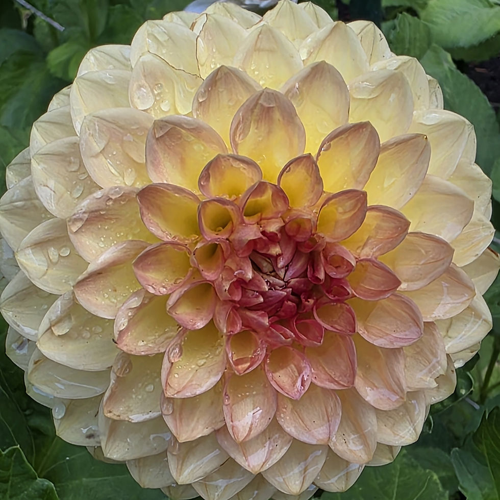Blyton Softer Gleam Dahlia Tuber for Sale