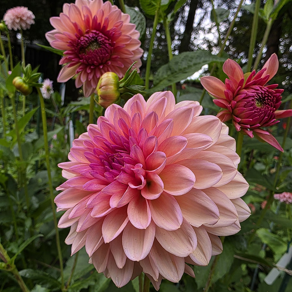 Echo Jose Dahlia Tuber for Sale