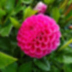 Jowey Frambo Dahlia Tuber