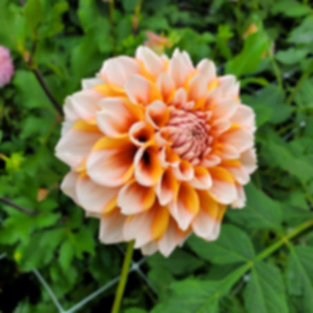 Hollyhill Orange Ice Dahlia Rooted Cutting