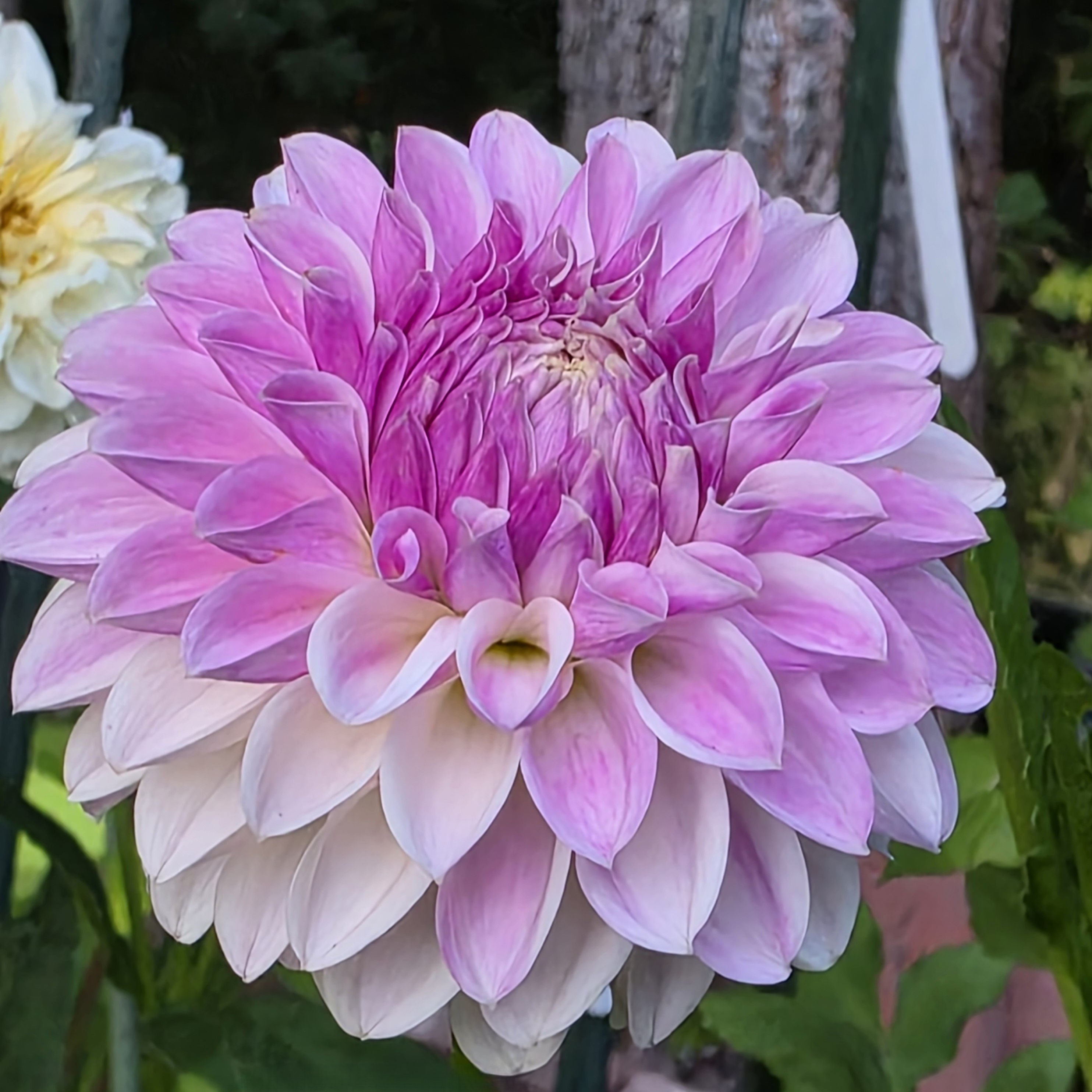HH Pollyanna Dahlia Tuber for Sale