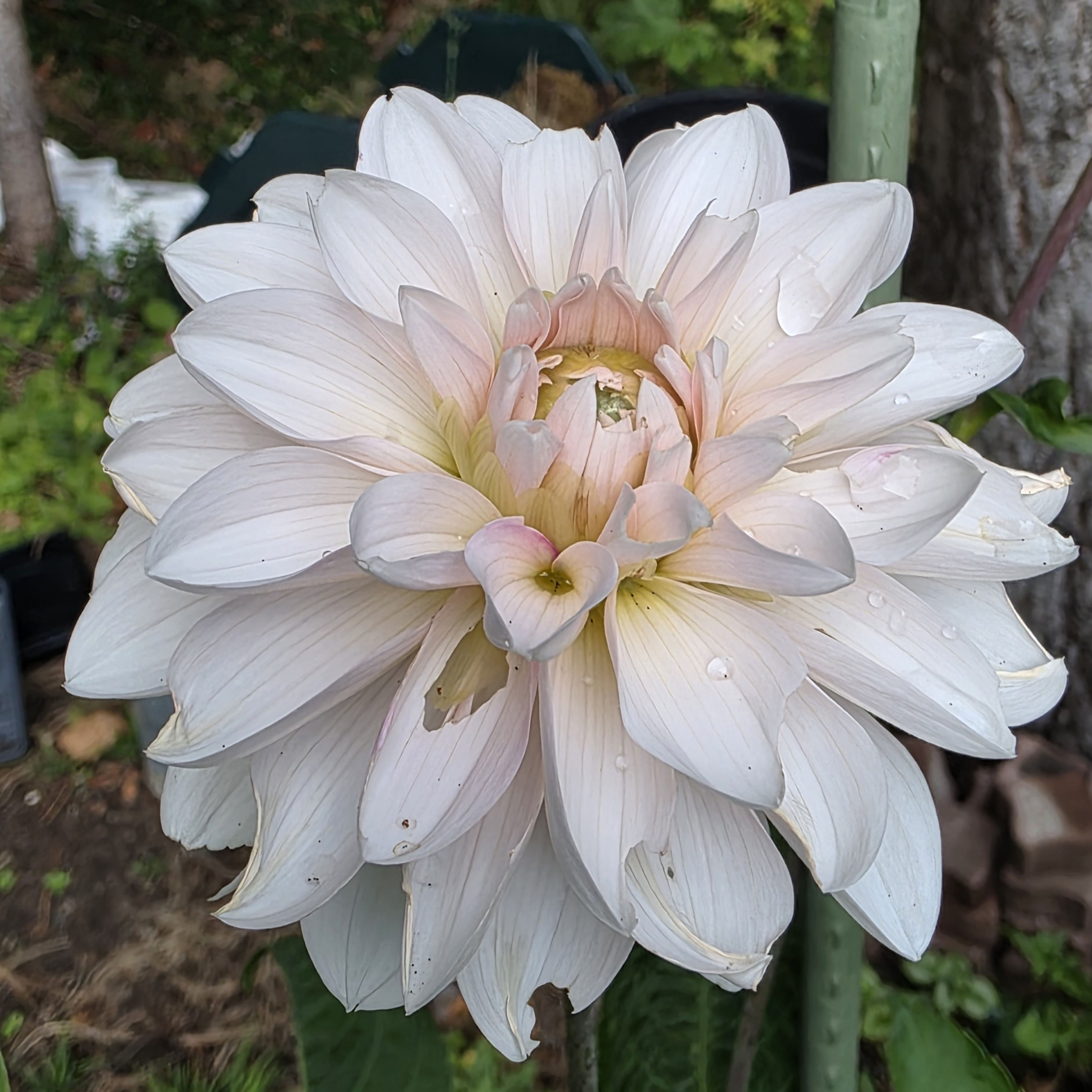 Budapest Blush Dahlia Tuber