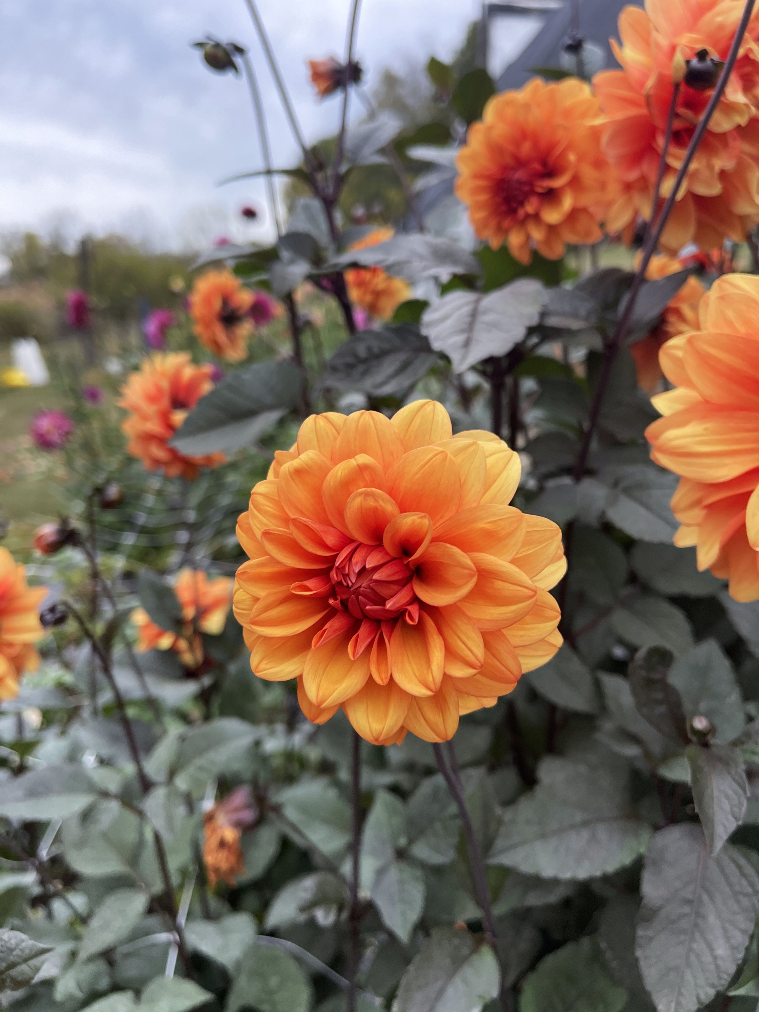 David Howard Dahlia Rooted Cutting
