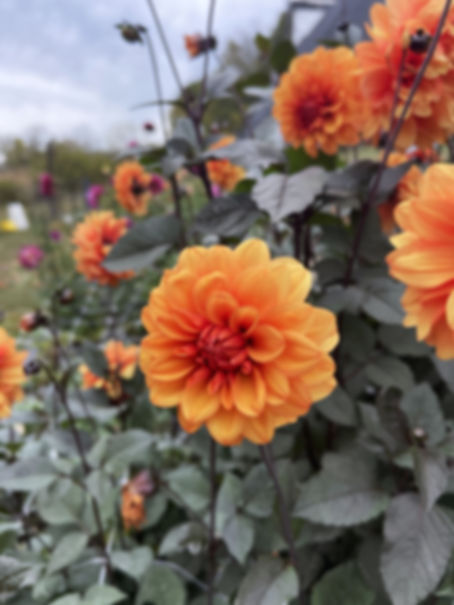 David Howard Dahlia Tuber