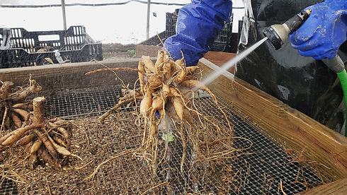 Closeup of washing tubers on washing station with glove and hose.jpg