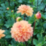 Thumbnail: Orange King Dahlia Tuber