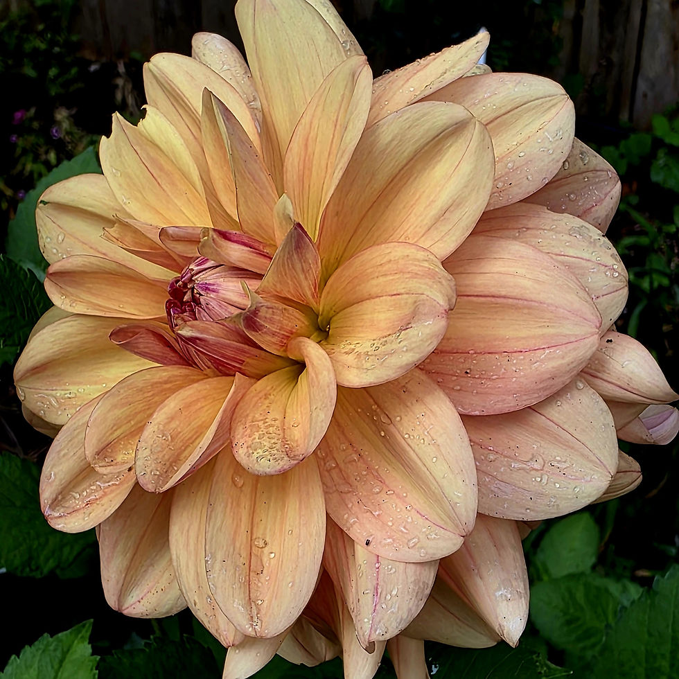 Ferncliff Copper Dahlia Tuber for Sale