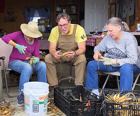Farmer Andy and volunteers processing tubers less headspace.jpg