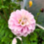 Marionberry Milkshake Dahlia Tuber