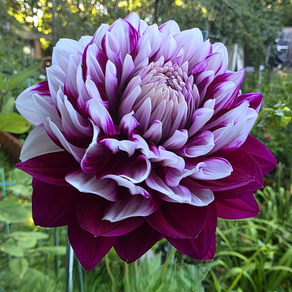 HH Masquerade Dahlia Tuber for Sale