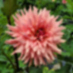 Terracotta Dahlia Tuber