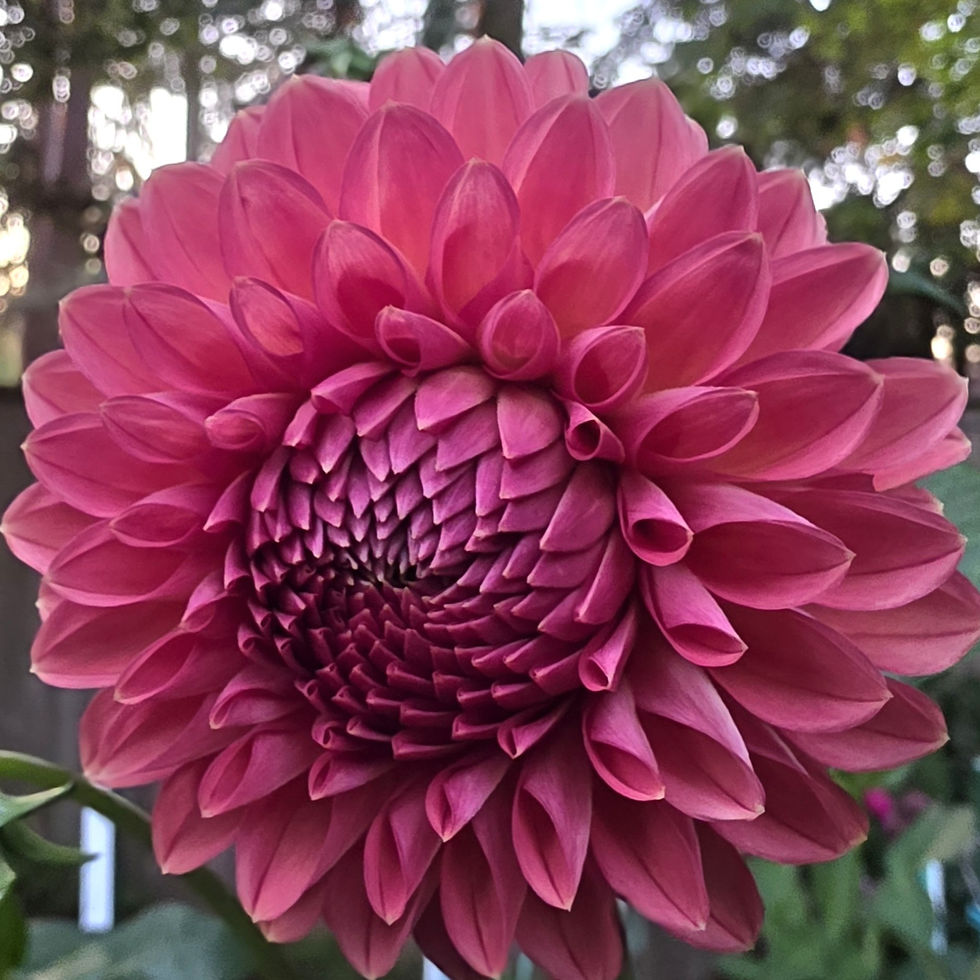 Chimacum Nadjae Dahlia Tuber for Sale