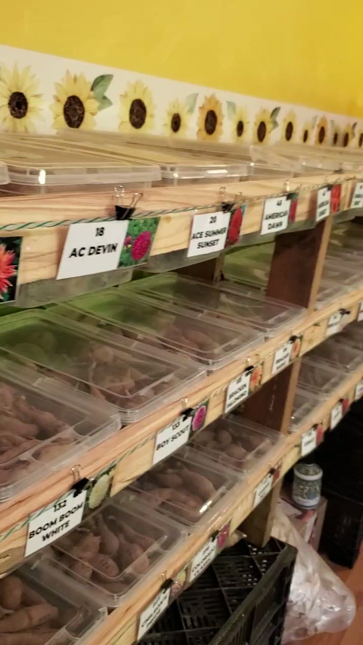 Thumbnail: Spring Tuber Sale at Sunset View Farm