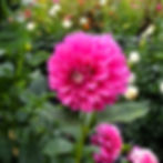 Thumbnail: Fuzzy Wuzzy