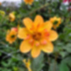 Kelsey Annie Joy Dahlia Tuber