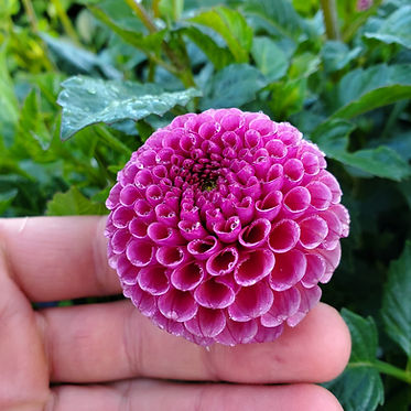 Sunset View Farm Koko Puff Dahlia Tuber